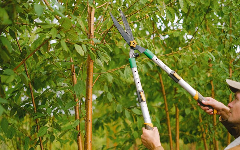 Tree trimming in Ogdensburg, NY